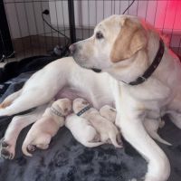 Chiots labrador lof