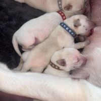 Chiots labrador lof #3