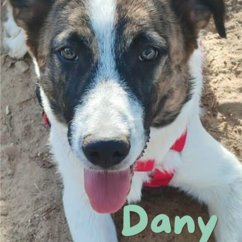 Dany-jeune chien très facile à vivre. zero défaut #1