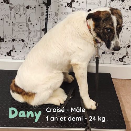 Dany-jeune chien très facile à vivre. zero défaut #3