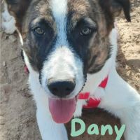 Dany-jeune chien très facile à vivre. zero défaut #1