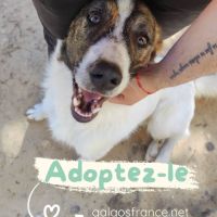 Dany-jeune chien très facile à vivre. zero défaut