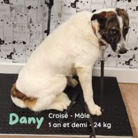 Dany-jeune chien très facile à vivre. zero défaut #3
