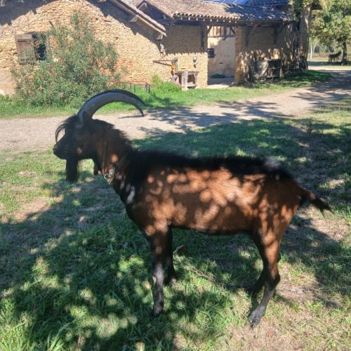Bouc alpin #1