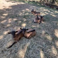 Chevreaux alpin 8 mois #2