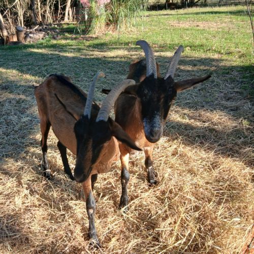 Chevre alpine