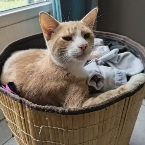 Caramel - adorable junior #1