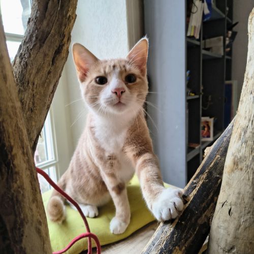 Caramel - adorable junior