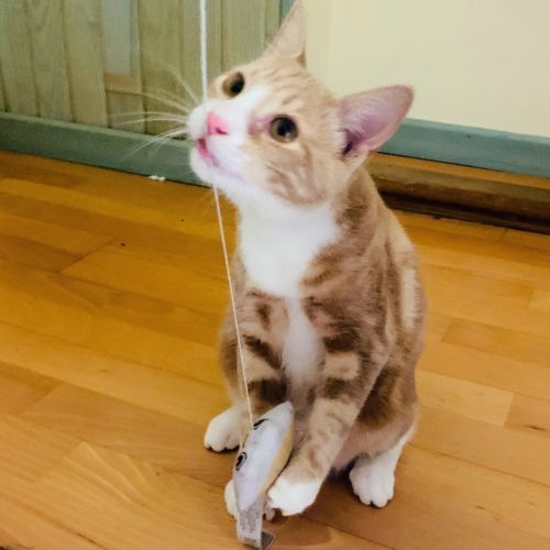 Caramel - adorable junior #4