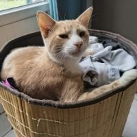Caramel - adorable junior #1