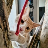 Caramel - adorable junior #3