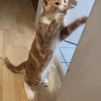 Caramel - adorable junior #5