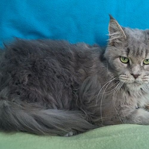 Femelle maine coon retraitée d'élevage #2