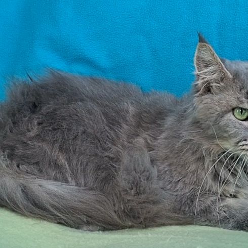 Femelle maine coon retraitée d'élevage #3