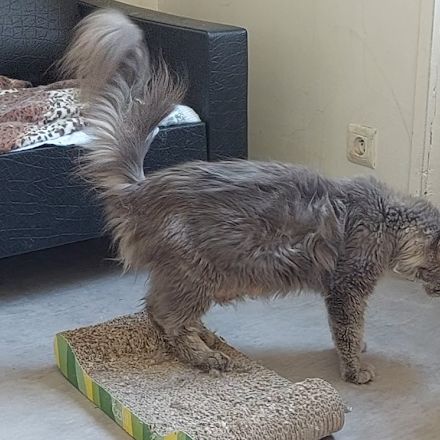 Femelle maine coon retraitée d'élevage #5
