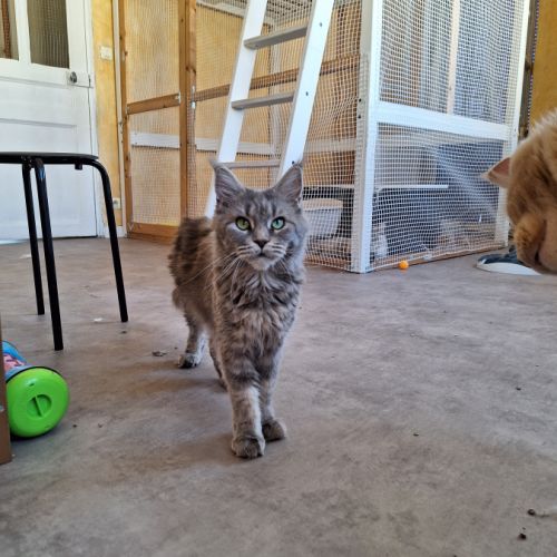 Femelle maine coon retraitée d'élevage #6