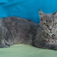 Femelle maine coon retraitée d'élevage