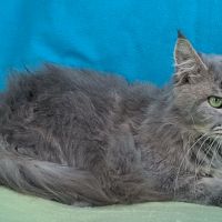 Femelle maine coon retraitée d'élevage #3