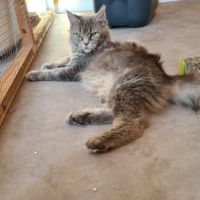 Femelle maine coon retraitée d'élevage #4
