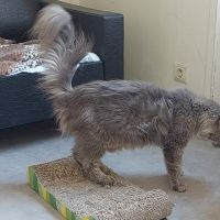 Femelle maine coon retraitée d'élevage #5