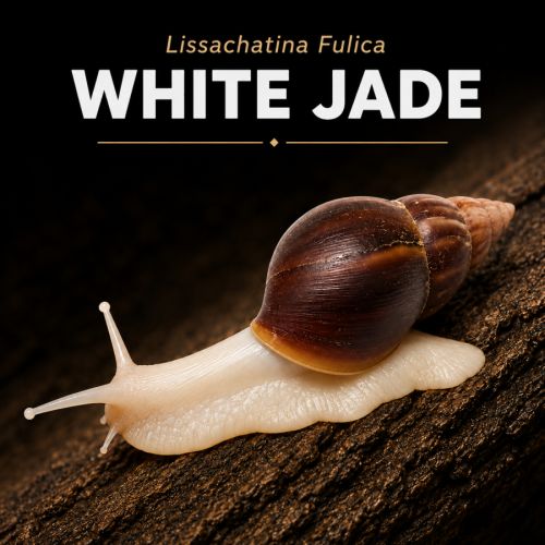 Lissachatina fulica 
