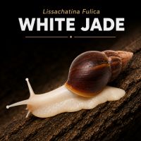Lissachatina fulica 