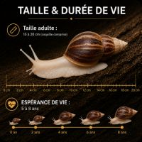Lissachatina fulica 