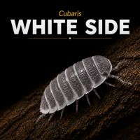 Cubaris