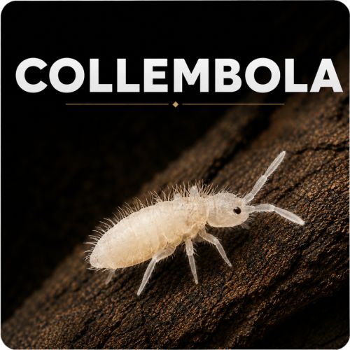 Collembole #0