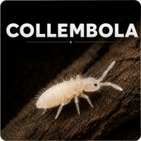 Collembole