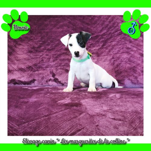 Plus que 3 chiots jack russell terrier disponibles #5
