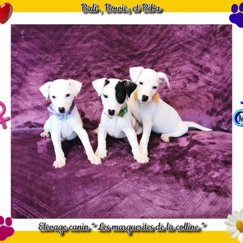 Plus que 3 chiots jack russell terrier disponibles #7
