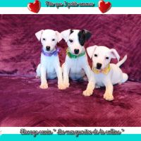 Plus que 3 chiots jack russell terrier disponibles