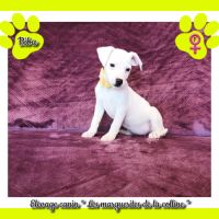 Plus que 3 chiots jack russell terrier disponibles #4