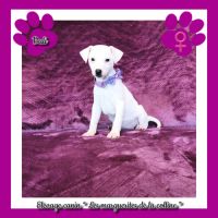 Plus que 3 chiots jack russell terrier disponibles #6