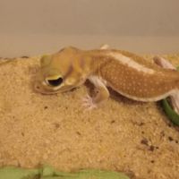 Gecko nephrurus levis pilbarensis hight white #3