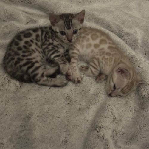 Femelle chaton black silver #0