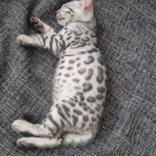 Femelle chaton black silver #3