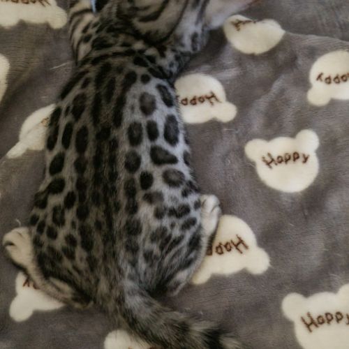 Femelle chaton black silver #5
