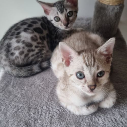 Femelle chaton black silver #6