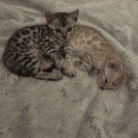 Femelle chaton black silver