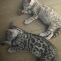 Femelle chaton black silver #2