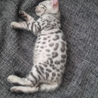 Femelle chaton black silver #3