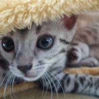 Femelle chaton black silver #4