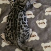 Femelle chaton black silver #5