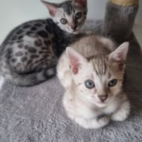 Femelle chaton black silver #6