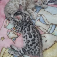 Femelle chaton black silver #7