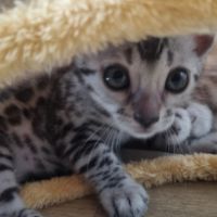 Femelle chaton black silver #8