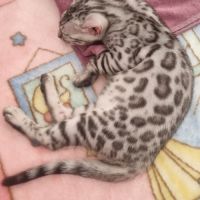 Femelle chaton black silver #9