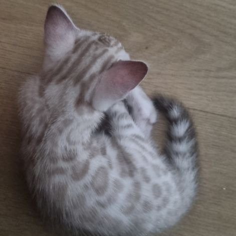 Chaton snow lynx #3